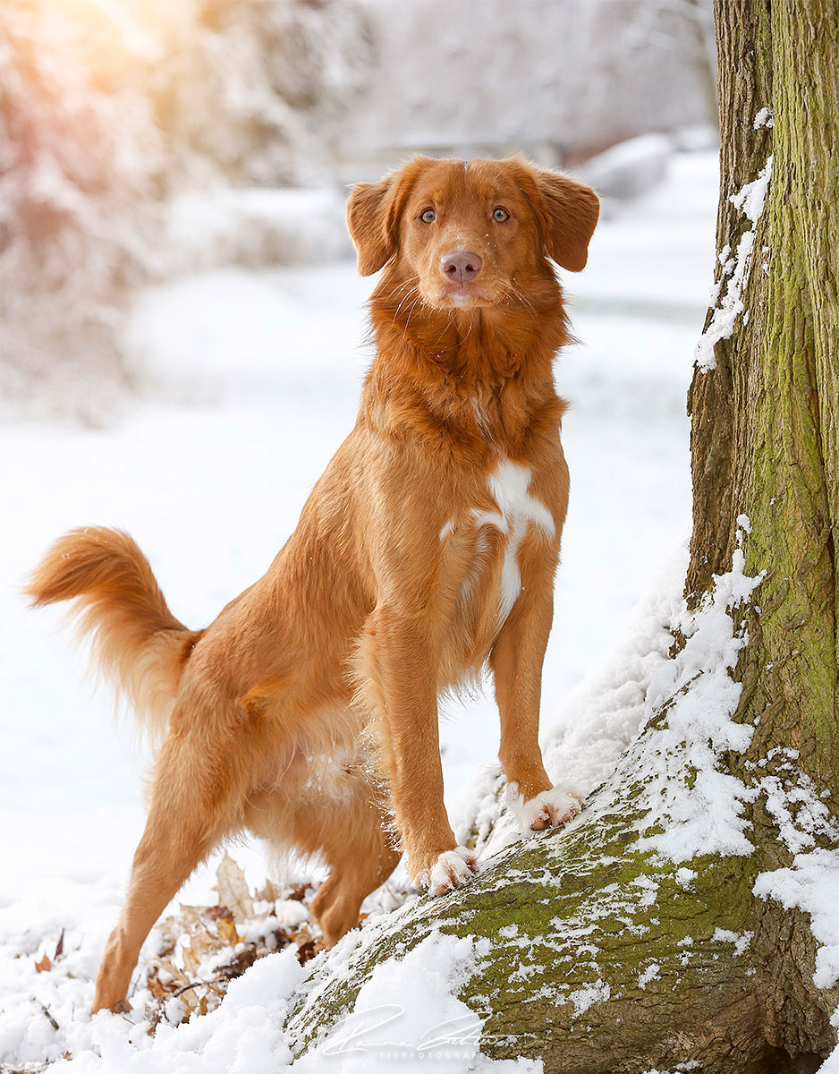 Nova Scotia Duck Tolling Retriever
